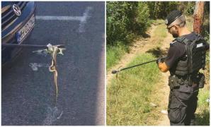 Jandarmii au îndepărtat un şarpe aflat într-un copac