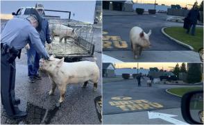 Un porc care a scăpat de la fermă a fost prins la un drive-throu Mconald's, în SUA