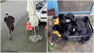 căței abandonați în Brașov