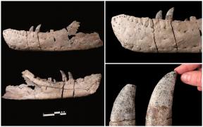 Specie nouă de Tyrannosaurus, descoperită de oamenii de ştiinţă după analiza unui craniu găsit în 1983