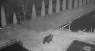 Cum a golit un urs o fermă piscicolă din Apusei, într-o singură noapte. A "dispărut" o tonă de peşte: "Ursache şi-a făcut provizii"