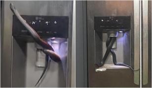 Surpriza neplăcută peste care a dat o australiancă. Femeia a găsit un șarpe veninos în dozatorul de apă din frigider