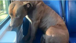 Aventurile lui Roky. Cum a reuşit un pitbull să ajungă cu trenul în Veneţia după ce stăpânul nu a vrut să-l ia în excursie cu el