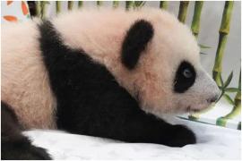 Povestea primului panda gigant venit pe lume în Rusia. Născută dintr-un dar diplomatic, Katiuşa are acum 4 luni şi o stare perfectă de sănătate