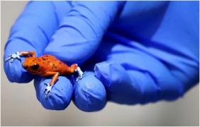 O femeie a fost arestată pe un aeroport din Columbia, după ce polițiștii au găsti în bagajele ei 130 de broaște otrăvitoare