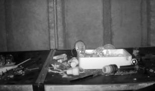 Şoarece obsedat de curăţenie. Timp de mai multe nopţi, animalul a fost surprins în imagini cum face ordine în magazia unui poştaş pensionar din Ţara Galilor