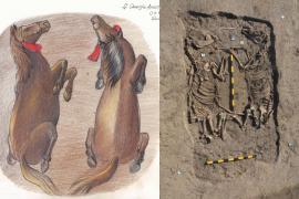 Scheletele unor cai preistorici, din Epoca Bronzului, găsite în Covasna. Arheolog: "O descoperire senzaţională!"