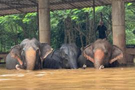 Imagini dramatice cu 100 de elefanţi, salvaţi din calea puhoaielor. Apele le-au măturat sanctuarul din nordul Thailandei