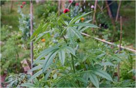 Femeie de 70 de ani și fiul ei, afacere ilegală cu droguri în Argeș. Aveau acasă 15 kg de canabis de pe urma căruia urmau să se îmbogățească