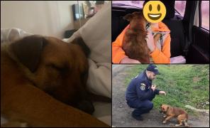 Căţeluş abandonat pe marginea drumului, salvat de poliţiştii din Caraş-Severin. Amendă usturătoare de 12.000 de lei pentru proprietar