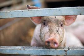 Cât costă un test de trichineloză, pe care crescătorii de porci trebuie să-l facă pe animalele sacrificate înainte de a putea consuma carnea