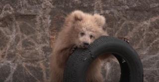 El este Junjun, un pui de urs care topeşte inimile vizitatorilor de la Zoo Shanghai. Jucăria preferată, o anvelopă