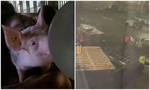 Cum a reuşit o turmă de porci să devieze un avion cu sute de pasageri, care zbura pe ruta Amsterdam - Mexico City