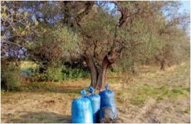 Român din Italia, arestat după ce a furat sute de kilograme de măsline dintr-o plantaţie și a rănit un polițist cu un cuțit. Doi compatrioți l-au ajutat