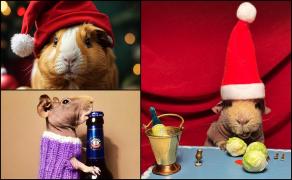 Porcușorii de Guineea