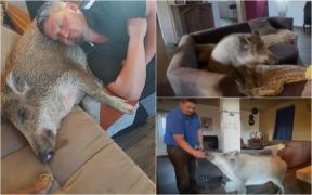 S-au ataşat de un porc mistreţ încât le-a devenit animal de companie. Animalul de 80 de kg are chiar şi propria canapea