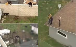 Bărbat de 35 de ani, sfâșiat de 13 câini Pitbull în curtea din SUA. Le dădea să mânânce când s-au năpustit asupra lui și l-au ucis