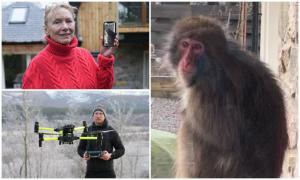 Maimuţa Honshu, urmărită cu drone