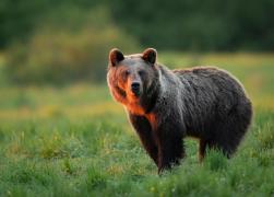 Atac sângeros în pădure. Un bărbat din Harghita a fost la un pas de moarte, după ce un urs s-a năpustit asupra lui: cum și-a salvat viața