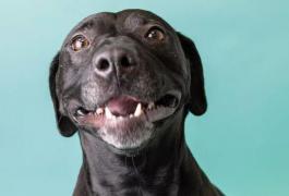 "Este absolut sfâșietor". Sora, un câine din rasa labrador, a crezut că şi-a găsit în sfârşit omul, după ani de aşteptare. A fost însă readus la centru după 24 de ore