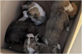 Şapte căţeluși au fost salvaţi dintr-un șantier, în București. Puii rămăseseră fără hrană și căldură, iar mama nu putea să ajungă la ei