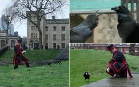 Turnul Londrei și legenda corbilor care trăiesc în el. Ce se întâmplă dacă păsările părăsesc turnul vechi de 1000 de ani