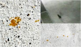 Localnicii dintr-un orăşel japonez, alertaţi să nu atingă o pisică "anormală". Felina a căzut într-un rezervor cu chimicale