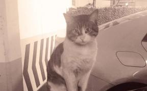 Cât a fost condamnat un bărbat care a ucis fără milă o pisică în Turcia. Eros a fost bătut până la moarte în doar câteva minute