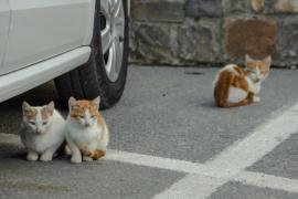 Mieunatul unor pui de pisică l-a dat de gol pe stăpânul care încerca să îi transporte ilegal, în Germania. Cum au fost găsite animalele