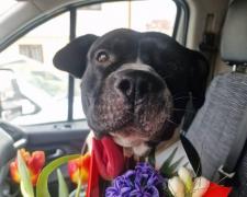 "Vă spun cu lacrimi în ochi, are multă iubire și bucurie de oferit". Toto, cățelul din Galaţi care şi-a păzit două zile stăpâna moartă, în căutarea unei noi familii