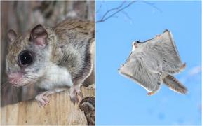 Piaţa imobiliară din Finlanda, dată peste cap de veveriţele zburătoare. La ce trebuie să fie atenţi constructorii