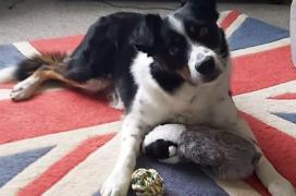 El este Max, "cel mai deștept câine" din UK şi mândria stăpânilor. Are 231 de jucării şi cunoaşte numele fiecăreia