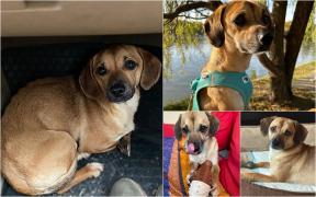 Patrocle, căţelul dispărut pe care îl caută aproape 100 de bucureşteni: "Singur și mic într-o lume atât de mare". Unde a fost văzut ultima oară