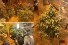 Cultură de canabis într-o locuință din Cluj. Traficantul vindea drogurile cu 1.000 - 2.000 de lei