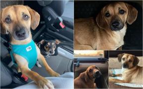 Recompensă substanţială pentru găsirea lui Patrocle, căţelul dispărut în Bucureşti. "Trăiesc un coșmar. Dacă nu mai mor acum, nu mai mor niciodată"