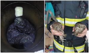 Doi pui de bufniță, salvați de pompieri