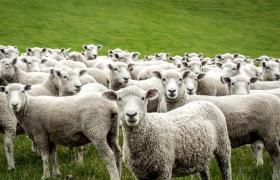 Cât va costa mielul de Paşte 2024. Estimările făcute de ministrul Agriculturii: "Suntem o forţă în sectorul ovin"