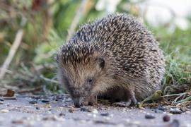 O bătrânică a crezut că a găsit un arici pe marginea drumului şi l-a îngrijit o noapte. Ce i-a spus veterinarul că era de fapt