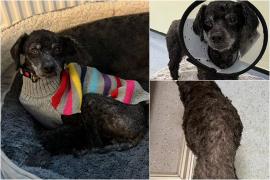 Pudelul de 8 ani a fost găsit în stare gravă de deshidratare şi subnutriţie