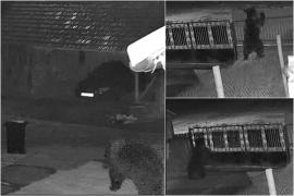 Un urs a vizitat gospodăria unui bărbat din Covasna. A doborât un tomberon în căutarea hrănii, apoi a plecat