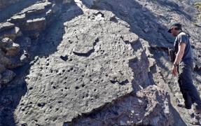 Cea mai veche pădure fosilizată din lume, descoperită în sud-vestul Angliei. Cei mai mari copaci aveau patru metri