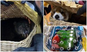 Şase indieni, prinşi cu 87 de animale exotice în valize, pe aeroportul din Bangkok. Încercau să scoată din ţară şi un panda roşu