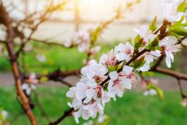 Vremea de mâine 14 aprilie. Va fi mai cald decât normalul perioadei, cu maxime de 30 de grade