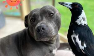 Căţeluşa Peggy și coţofana Molly