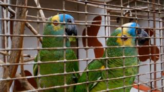 "Bărbatul nu-i acasă, vino!" O soţie infidelă, dată de gol de cei doi papagali. Soţul turc a cerut imediat divorţ