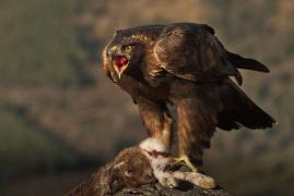 Un parapantist din Franţa, atacat minute în şir de o acvilă de munte în timpul zborului