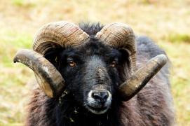 Un berbec bănuit că a ucis un cuplu de bătrânei a fost executat de poliţişti în Noua Zeelandă: cadavrele, găsite în padocul animalului