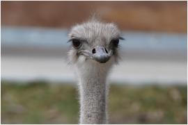 Tragedie la zoo: o femelă struţ a înghiţit cheile furate de la un angajat şi a murit. "Suntem devastați de pierderea lui Karen"