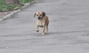 Patrocle, câinele căutat de sute de bucureşteni, a fost văzut. A supravieţuit cu ajutorul câtorva maidanezi care s-au transformat în fraţii lui