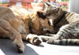 Un cuplu din Franţa care ţinea 160 de câini şi pisici în condiţii mizere a primit interdicţia de a mai avea animale de companie vreodată